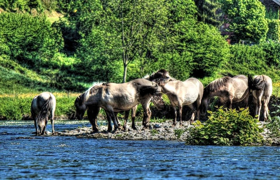 Ardennais Horse